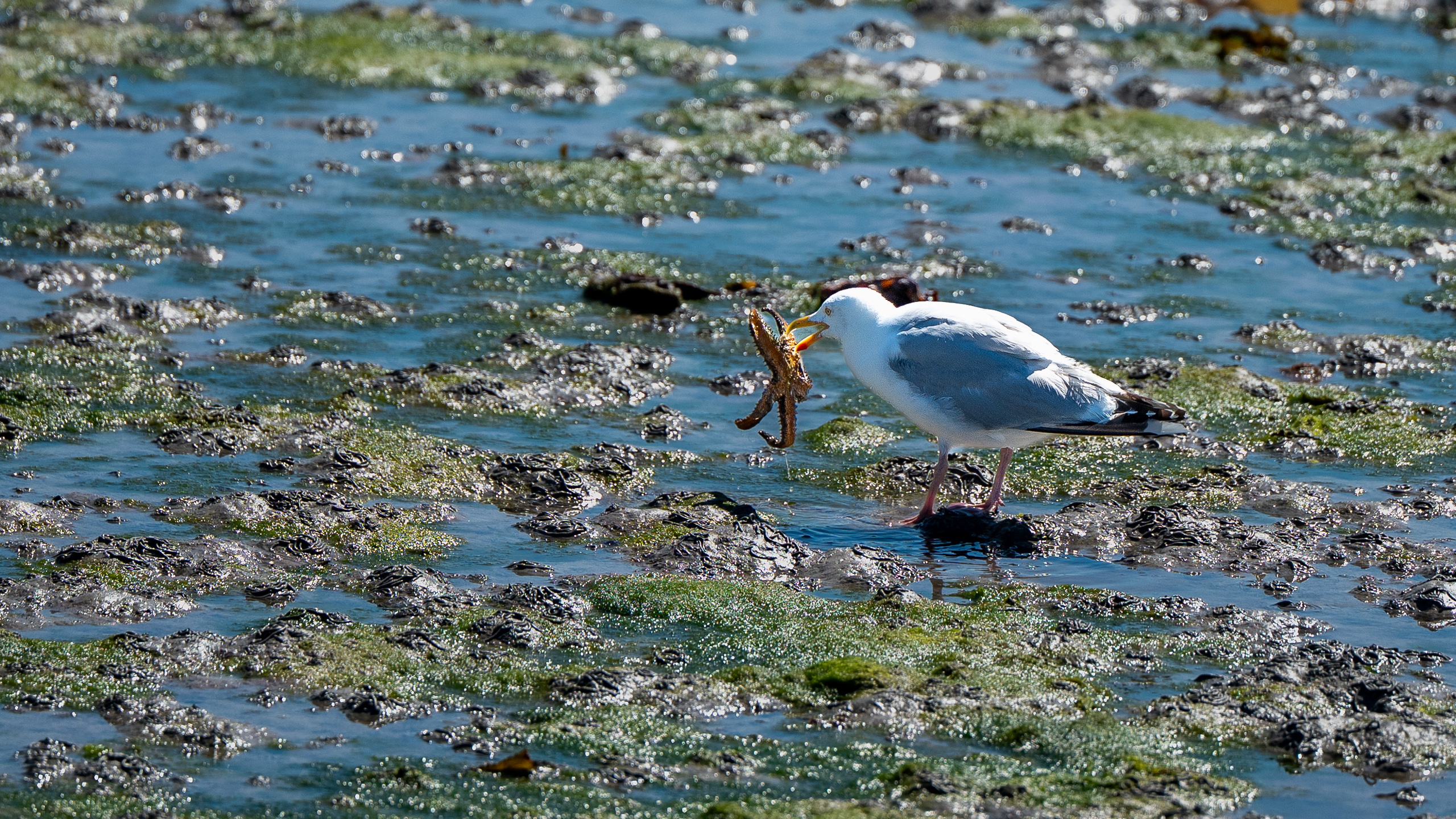 Silbermöwe mit Seestern