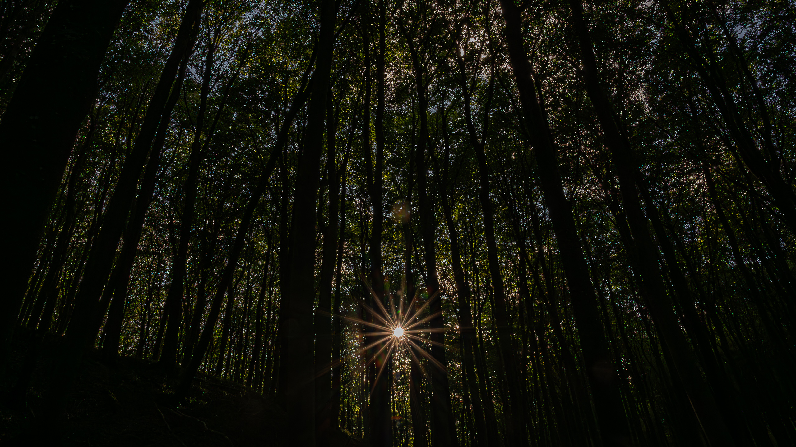 Sonnenstern im Nationalpark Jasmund