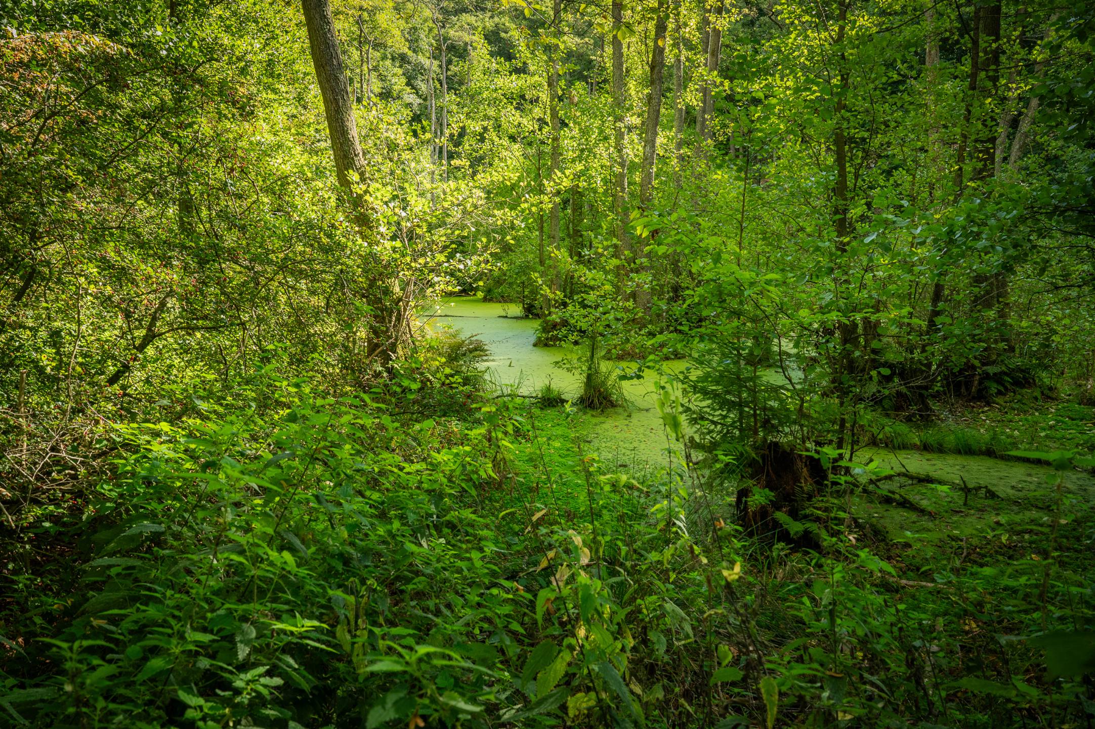 Feuchtgebiet beim Herthasee
