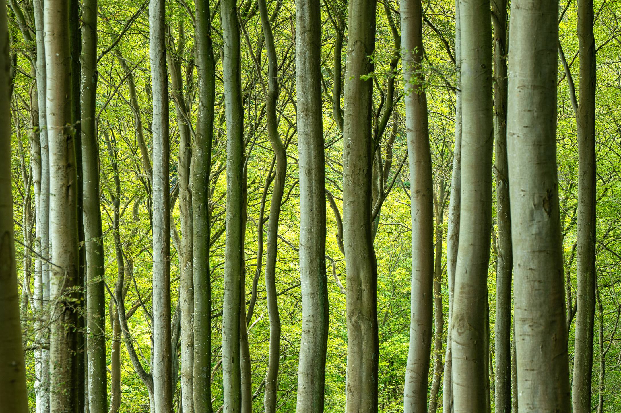 Unesco Welterbe Alte Buchenwälder Europas