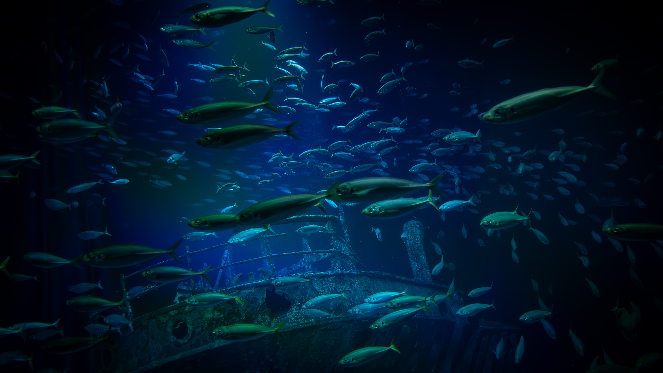 Unterwasserwelt am Strelasund
