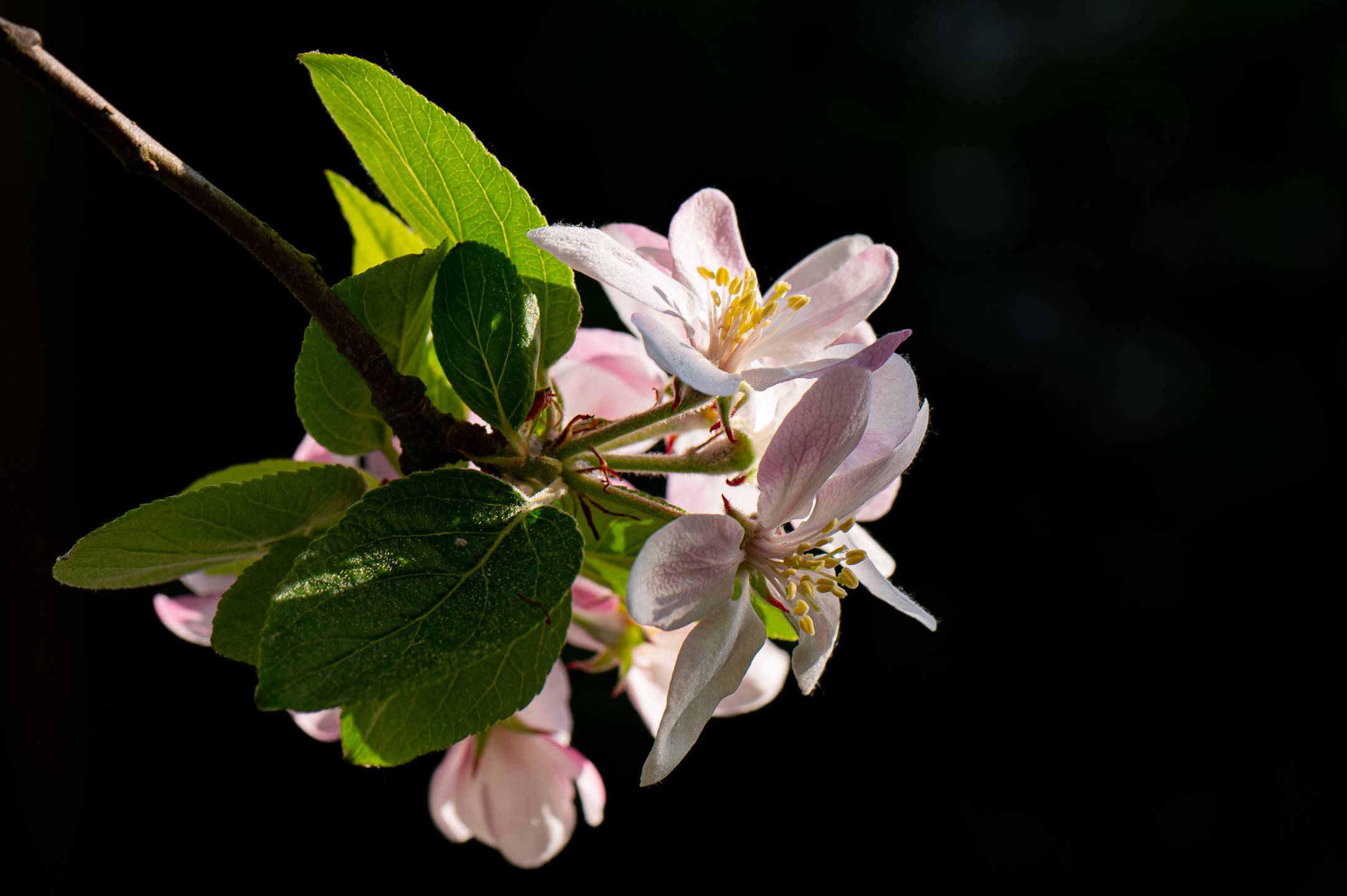 Apfelblüte