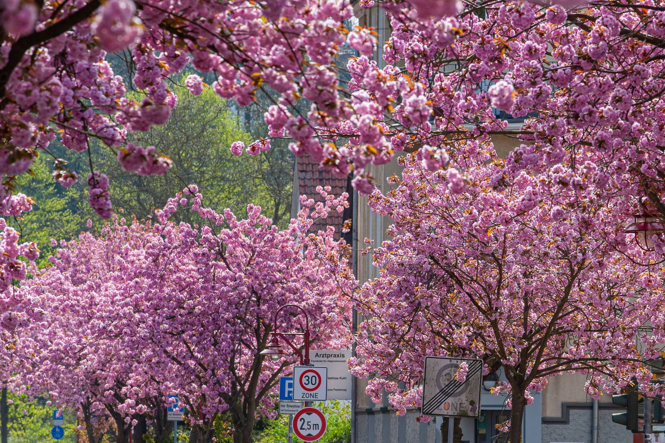 Japanische Kirschblüten