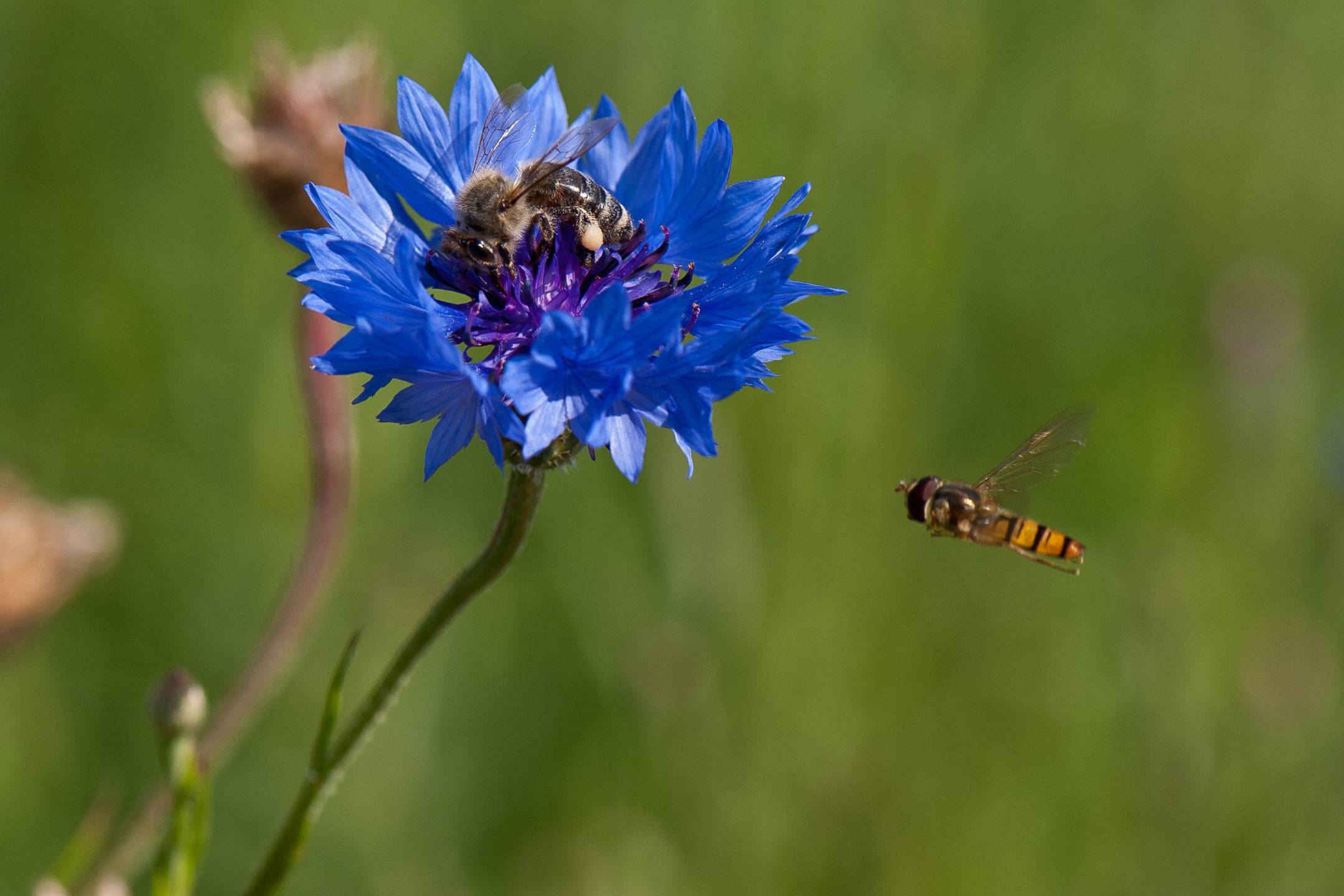 Kornblume mit Biene und Schwebfliege