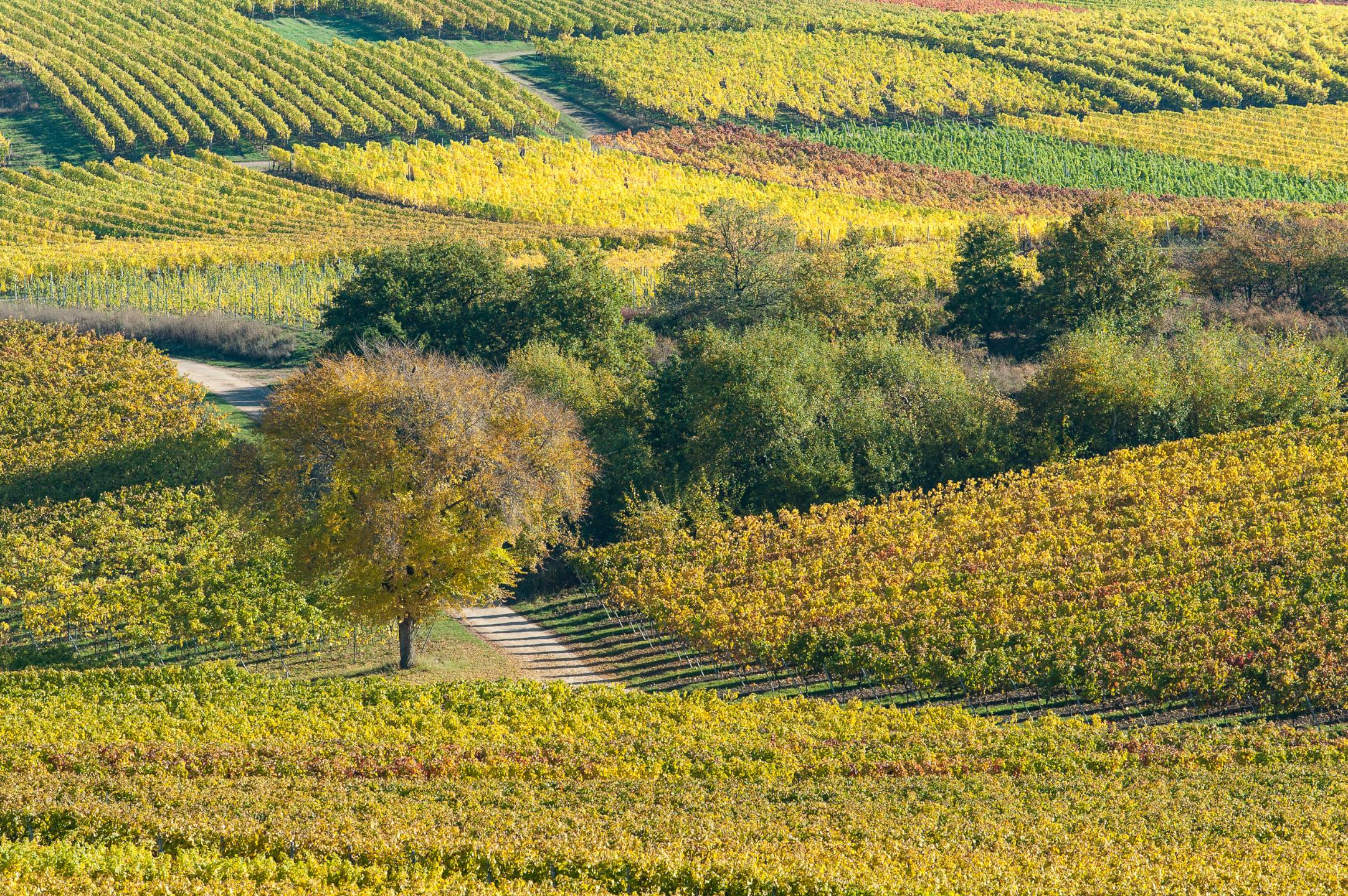 Schattenspiel im Weinberg