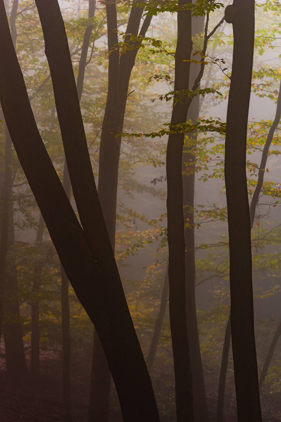 Herbstmorgen im Wald